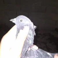 دم پاک|پرنده|گتوند, |دیوار