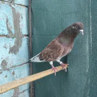 کفتر پرشی|پرنده|قشم, |دیوار