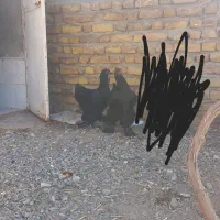 جوجه برهما بلک بلو کوکو|حیوانات مزرعه|مشهد, کارمندان دوم|دیوار