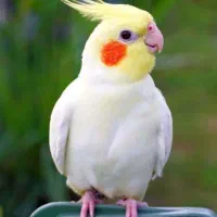 عروس هلندی گمشده