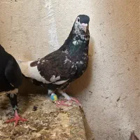 کبوتر|پرنده|زاهدان, |دیوار