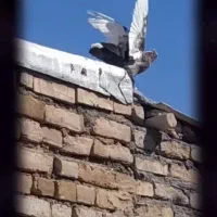 کفتر|پرنده|مشهد, ابوذر|دیوار