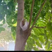 ۲۰۰۰|کتاب و مجله ادبی|نجف‌آباد, حومه نجف آباد|دیوار