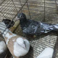 دم سفید اشعل|حیوانات|بندر امام خمینی, |دیوار