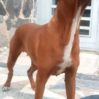 سگ ژرمن ، پیت بول ، باکسر|سگ|اصفهان, طامه|دیوار