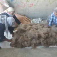 فروش پشم گوسفند  شسته حلاجی شدالیاف طبیعی