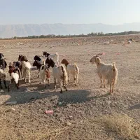 بز داشتی|حیوانات مزرعه|کوار, |دیوار