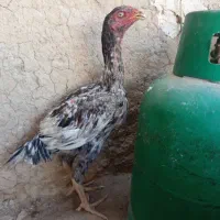 جوجه لاری و مرغ لاری