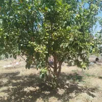 گاو داری و باغ