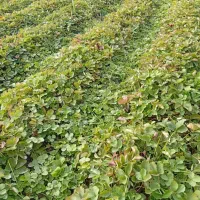 نهال توت فرنگی کامرس و سابرینا