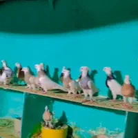 کفتر طوقی هفترنگ الماسی سیاه زرد خالدار