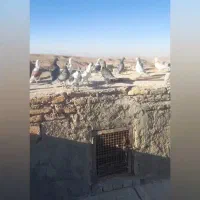 کفتر بوم|پرنده|سبزوار, پیام|دیوار
