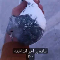 زرد اصفهونی کله ای و سرخ تهرونی|پرنده|فولادشهر, مسکن مهر فولادشهر|دیوار