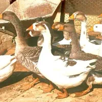 غاز محلی