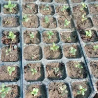 ۵عددسینینهالگلمیمونیپابلند|گل و گیاه طبیعی|جیرفت, |دیوار