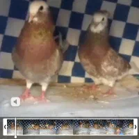 یک جفت کفترنقش پرشی وعالی|پرنده|حمیدیا, |دیوار