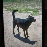 سگ ن|سگ|زنجان, |دیوار
