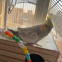 یه جفت عروس هلندی مولد|پرنده|تهران, جیحون|دیوار