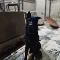 سگ ژرمن ورک