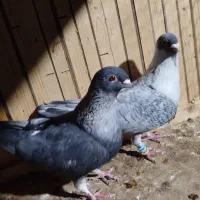 موشی نقره‌ای|پرنده|گنبد کاووس, |دیوار