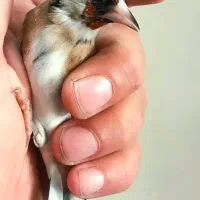 سهره سیاهسر