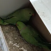 فروش پرندگان زینتی خانگی|پرنده|یزد, |دیوار