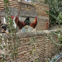 خوروس و لاری|حیوانات مزرعه|بندر ترکمن, |دیوار