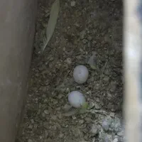 مرغ عشق با تخم بشرط