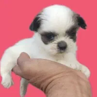 شیتزو سوپر فلت عروسکی|سگ|رشت, دیانتی|دیوار