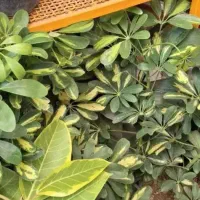 گل الوورا ژل گلی