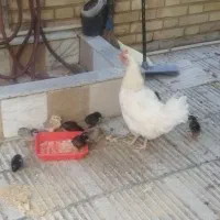 مرغ وجوجه