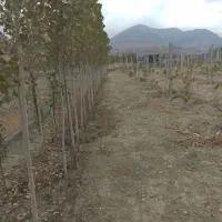 باغ|فروش زمین و ملک کلنگی|خوی, |دیوار