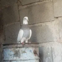 20 عدد کبوتر سرحال  از 250 هزار و جفتی 300 به بالا