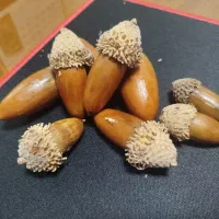 بلوط شب یلدا