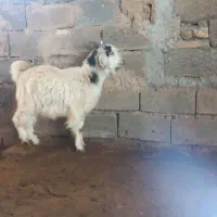 یک چبوش و یک بره ماده چاق