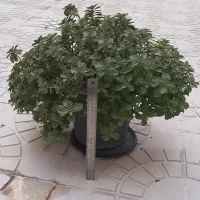 پلکترانتوس معطر بزرگ مناسب برای ویلا حیاط