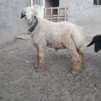 بره قوچی