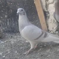 دوعدد ماده جانسون