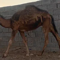 فروش شتر