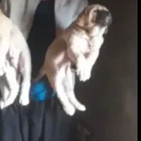 واگذاری توله پژدر نصل دار