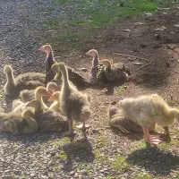 فروش تعدادی طیور|حیوانات مزرعه|زرگرشهر, |دیوار