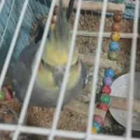 عروس هلندی  سخنگو