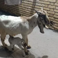 بز جوان دقلو زا یکی تلف شد یکی دنبالش