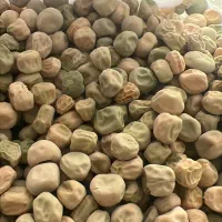خریدار نخود فرنگی ولف پلم