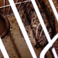 بلدرچین وحشی