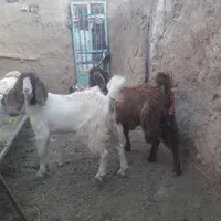 ۲تاپادری اصلگوشتبراینگهداشت