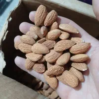 مغز بادام درختی خام