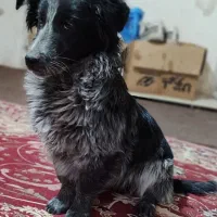 اشپیتز 7 ماه شیتزو 10