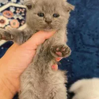گربه اسکاتیش
