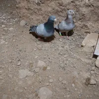 پلاکی مسافتی ماده فیلی نر پلاک پرینت بسته کاشمر